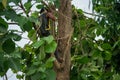 Portrait of arborist holds on the tree with hand saw with clear sky background