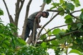 Portrait of arborist holds on the tree with hand saw with clear sky background