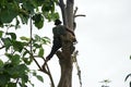 Portrait of arborist holds on the tree with hand saw with clear sky background