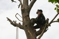 Portrait of arborist holds on the tree with hand saw with clear sky background