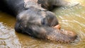 Portriat of adult elephant enjoying washing and lying in small river in jungle rainforest