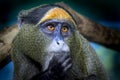 Portriat of a golden monkey of Rwanda Royalty Free Stock Photo