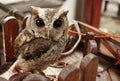 Portriat of little brown owl, cute animal