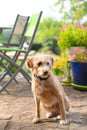 Portriat little cross breed dog in jardin