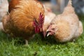 Portriat of red rooster and chicken on traditional free range poultry farm. Close up of red hen walking on poultry farm. Royalty Free Stock Photo