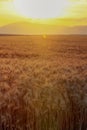 Portriat view of a wheat field in the morning Royalty Free Stock Photo