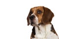 Portrait of a sitting dog isolated on whire Royalty Free Stock Photo