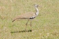 Kori Bustard