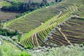 Portugal agricultural landscape vineyards Royalty Free Stock Photo