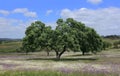 Portugal, Alentejo, Evora district - solitary cork oak tree - Quercus suber. Royalty Free Stock Photo