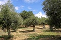 Portugal, Alentejo: Olive tree
