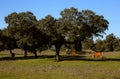 Portugal, Alentejo Region, Evora cork oak tree. Quercus suber.