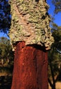 Portugal, Alentejo Region. Newly harvested cork oak tree. Quercus suber.