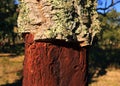 Portugal, Alentejo Region. Newly harvested cork oak tree. Quercus suber.