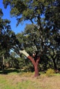 Portugal, Alentejo Region. Newly harvested cork oak tree. Quercus suber.