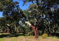 Portugal, Alentejo Region. Newly harvested cork oak tree. Quercus suber.