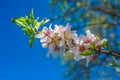 Portugal, Algarve (Europe) - Almond flower blossom in spring