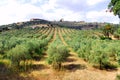 Portugal, area of Alentejo, Evoramonte landscape