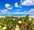 Portugal. Beach at coast Atlantic Ocean. Flower Royalty Free Stock Photo