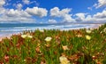 Portugal. Beach at coast Atlantic Ocean. Flower Royalty Free Stock Photo