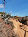 Portugal beach plants sand sky Royalty Free Stock Photo