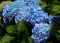Portugal. Blue Hydrangea or Hortensia Hydrangea macrophylla Royalty Free Stock Photo