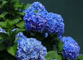 Portugal. Blue Hydrangea or Hortensia Hydrangea macrophylla Royalty Free Stock Photo