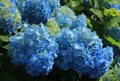 Portugal. Blue Hydrangea or Hortensia - Hydrangea macrophyl