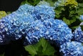 Portugal. Blue Hydrangea or Hortensia Hydrangea macrophylla Royalty Free Stock Photo