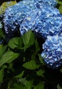 Portugal. Blue Hydrangea or Hortensia Hydrangea macrophylla Royalty Free Stock Photo