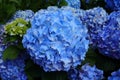 Portugal. Blue Hydrangea or Hortensia Hydrangea macrophylla Royalty Free Stock Photo