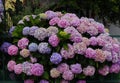 Portugal. Blue, and mauve Hydrangea or Hortensia Hydrangea macrophylla