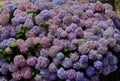 Portugal. Blue, and mauve Hydrangea or Hortensia Hydrangea macrophylla Royalty Free Stock Photo