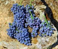 Portugal, Douro; harvested Grappe