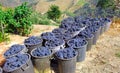 Portugal, Douro valley: Grapes