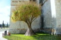 Portugal, Lisbon, 3 Largo dos Jeronimos, lone tree near the Jeronimos Monastery (Mosteiro dos Jeronimos)