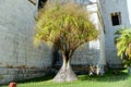 Portugal, Lisbon, 3 Largo dos Jeronimos, lone tree near the Jeronimos Monastery (Mosteiro dos Jeronimos) building
