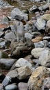 Portugal Madeira Seixal Atlantic Ocean Black rocks beach