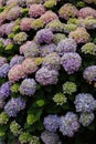 Portugal. Pink and mauve Hydrangea or Hortensia Hydrangea macrophylla