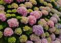 Portugal. Pink and mauve Hydrangea or Hortensia Hydrangea macrophylla