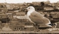 Portugal. Porto city. The seagull on the background of the aerial view over the Porto. In Sepia toned. Retro style Royalty Free Stock Photo