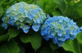 Portugal. Blue Hydrangea or Hortensia Hydrangea macrophylla Royalty Free Stock Photo