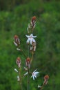 Asphodel in bloom in Portugal. Asphodelus Aestivus Royalty Free Stock Photo