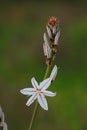 Asphodel in bloom in Portugal. Asphodelus Aestivus Royalty Free Stock Photo