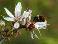 Bumble bee feeds on an Asphodel in bloom. Asphodelus ramosus Royalty Free Stock Photo