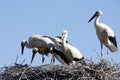 Portugal - Stork in south Portugal - Cigognes au nid Sud Portugal Royalty Free Stock Photo