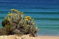 Portugal. Wild flowers on Atlantic cliff. Royalty Free Stock Photo