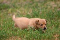 Portugalian Podengo puppy Royalty Free Stock Photo