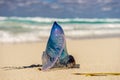 Portuguese Boat, Jellyfish Royalty Free Stock Photo