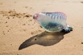 Portuguese Boat, Jellyfish. Royalty Free Stock Photo